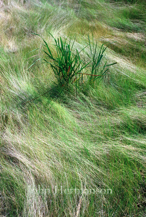 Grass.jpg - Old Delaware & Hudson Railyard, Mechanicville, NY