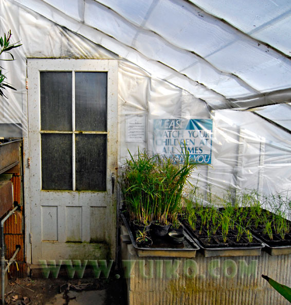 greenhouse.jpg